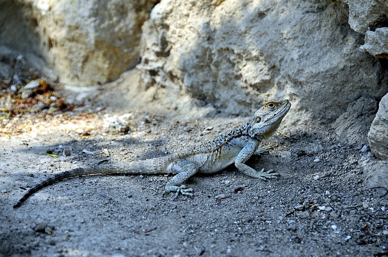 gecko iguana lizard free photo