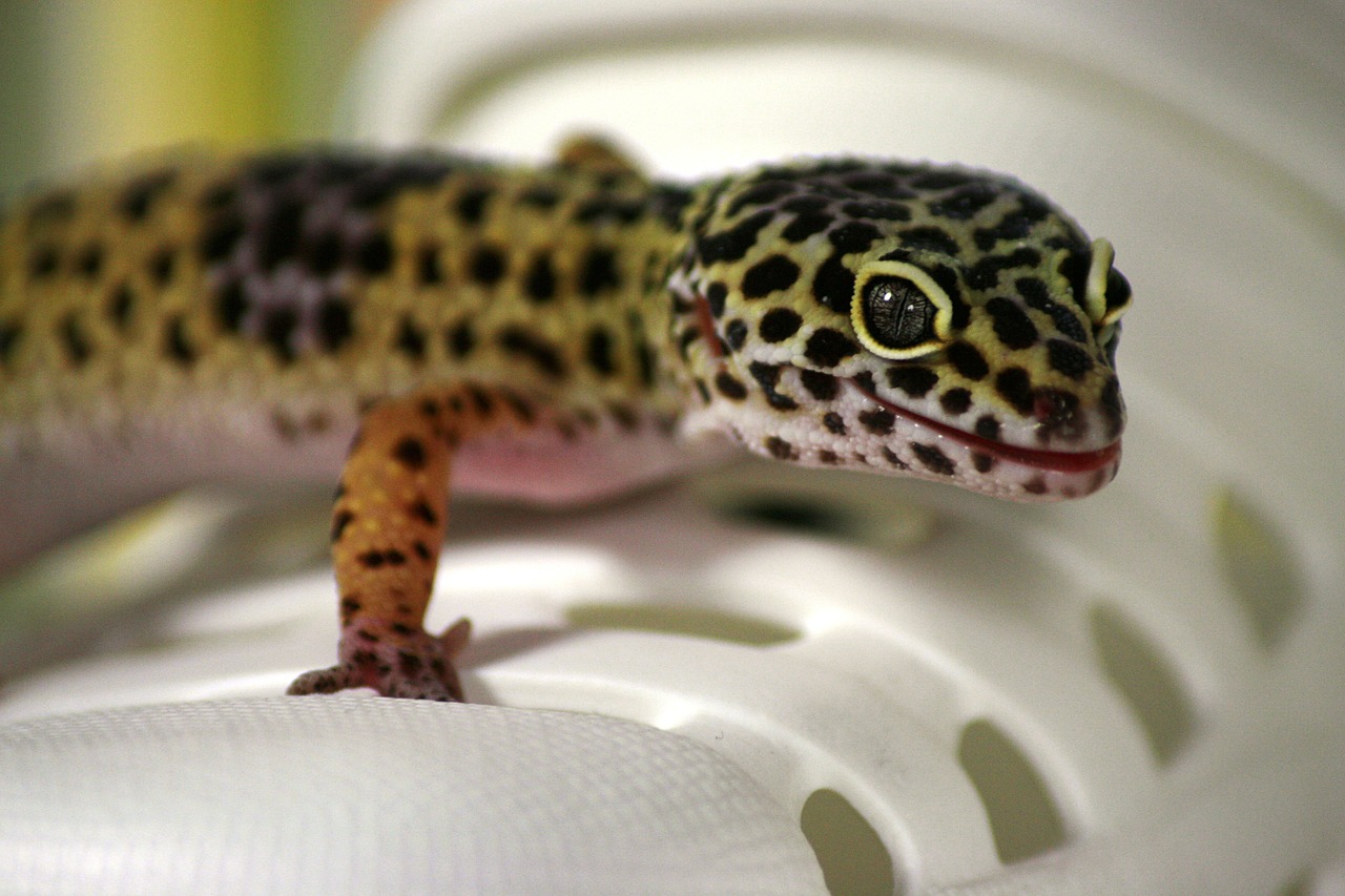 gecko lizard leoperdgecko free photo