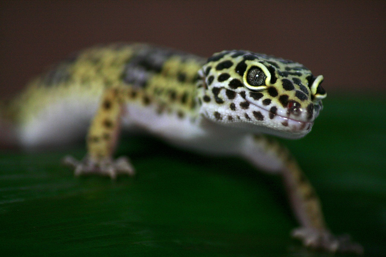 gecko lizard leoperdgecko free photo