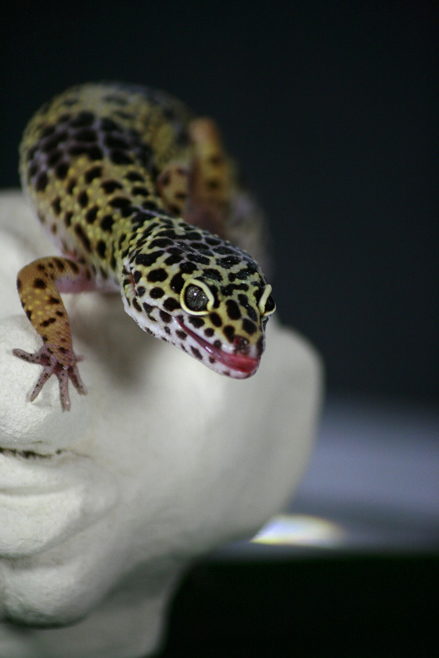 gecko lizard leoperdgecko free photo