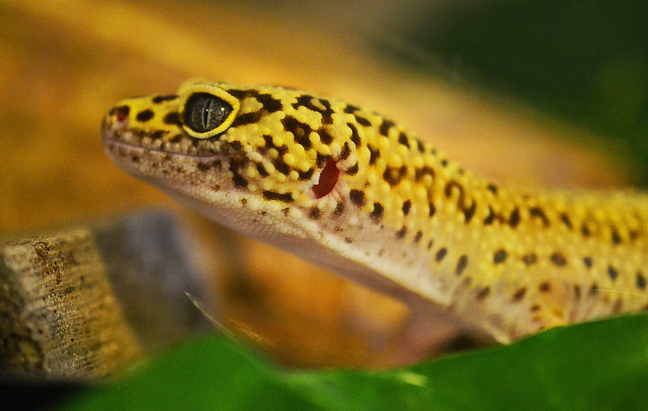 gecko leopard gecko lizard free photo