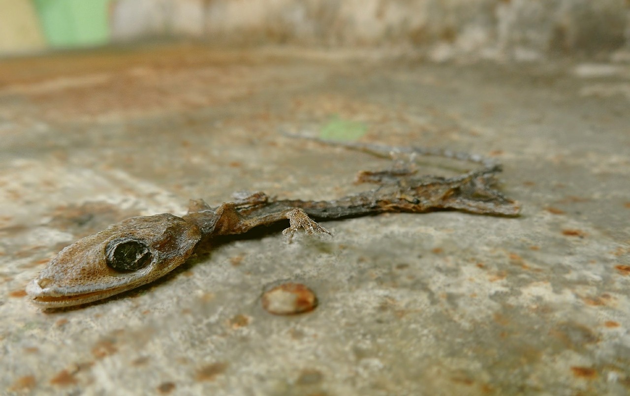 gecko nature dead free photo