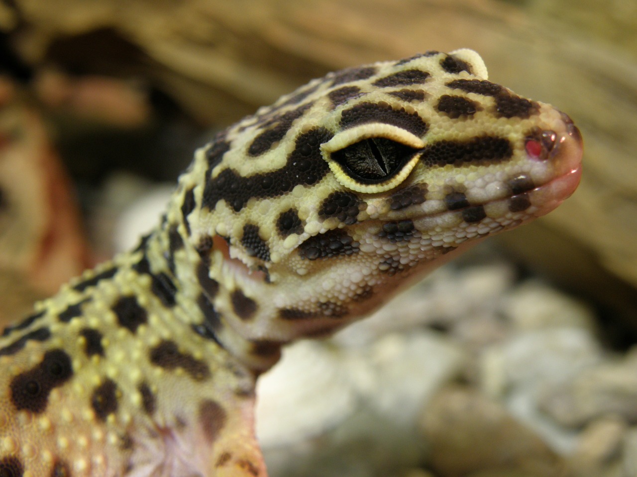 gecko eublepharis gekončík free photo