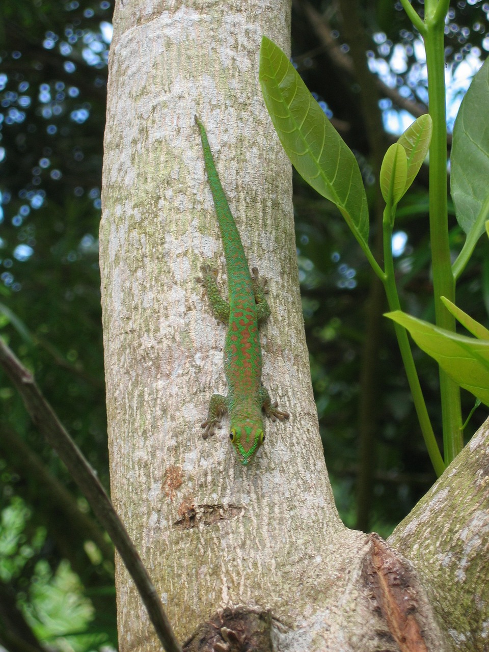 gecko green gecko lizard free photo