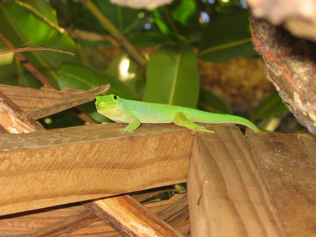 gecko green lizard free photo