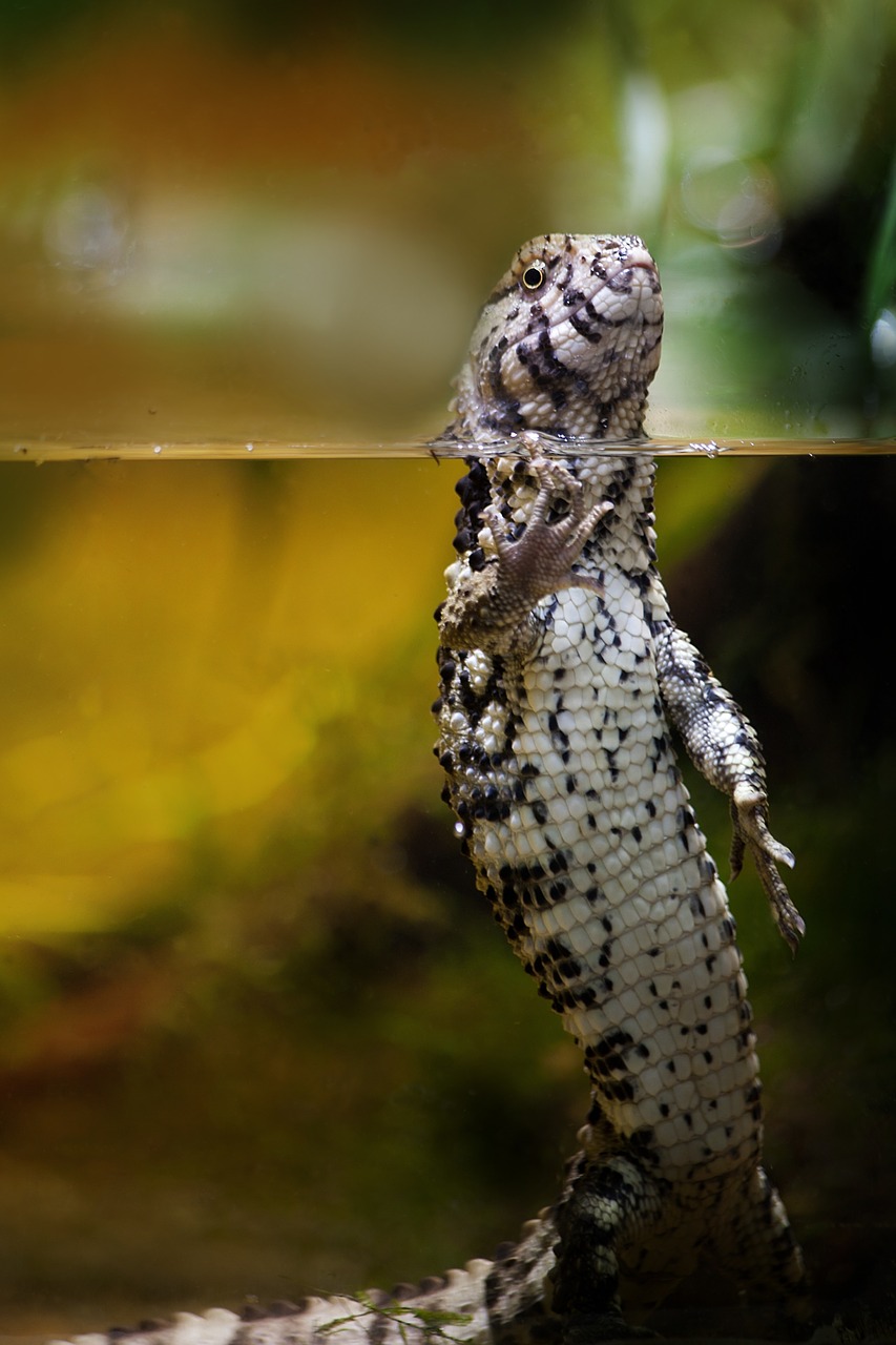 gecko animal water free photo