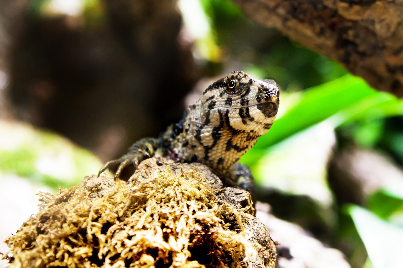 gecko reptile lizard free photo