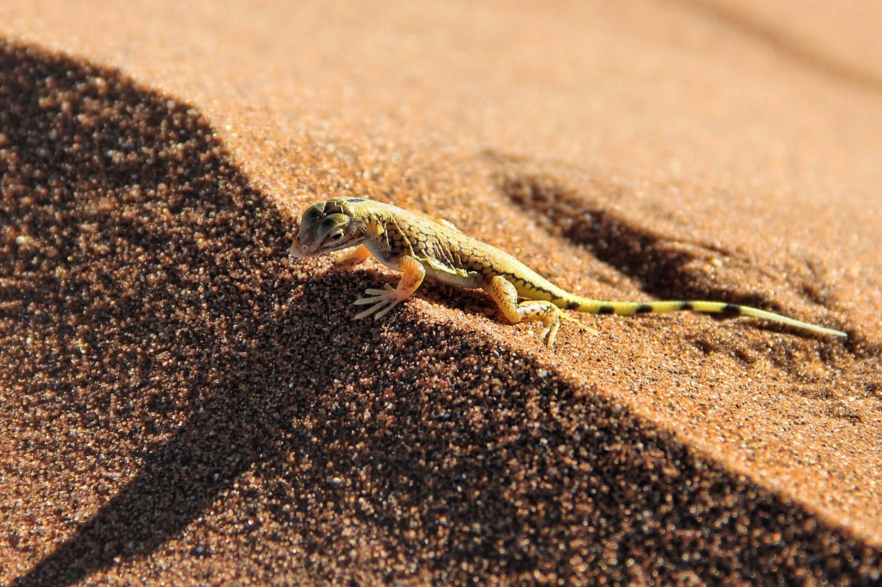 gecko desert sand free photo