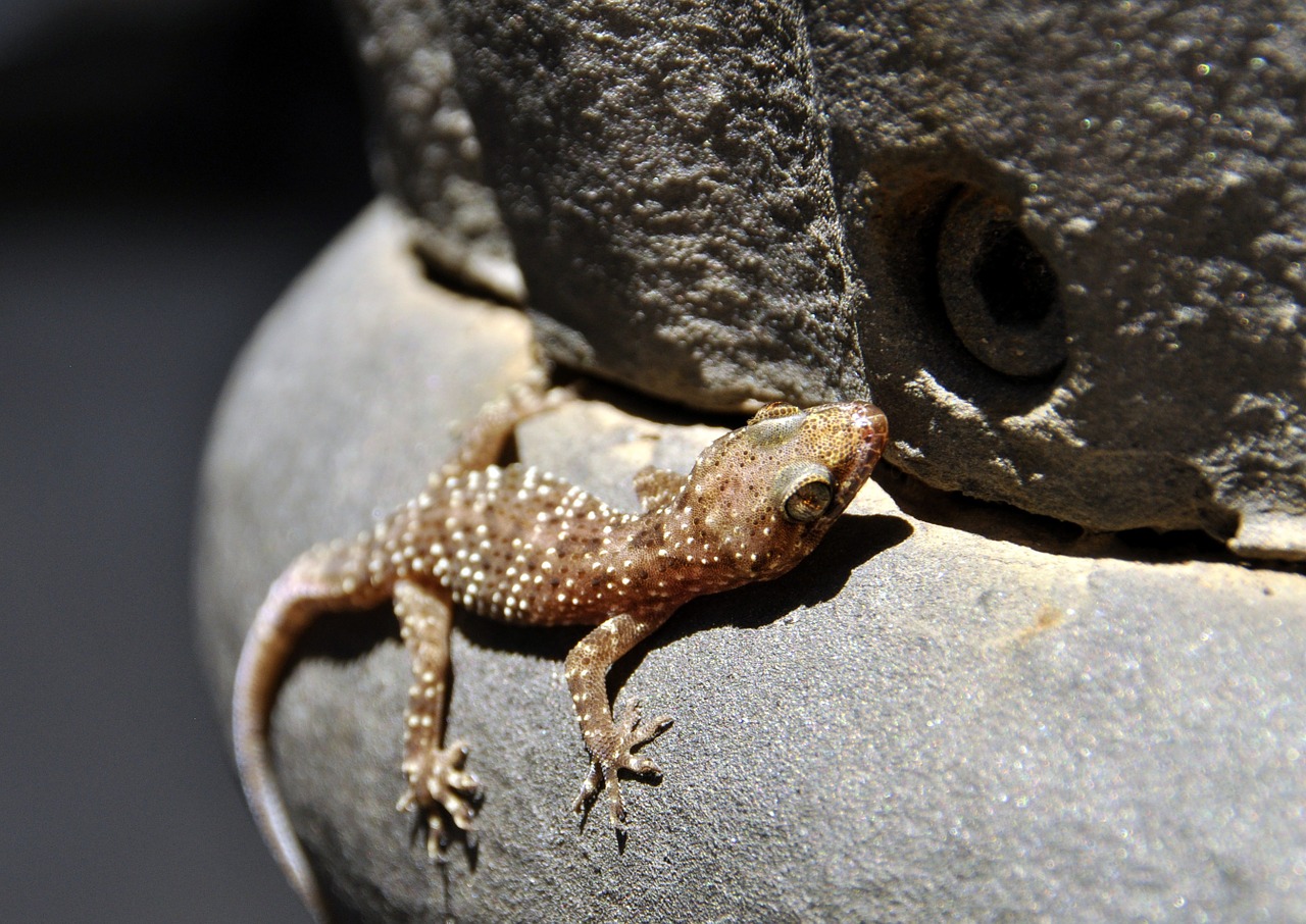 gecko animal barcelona free photo