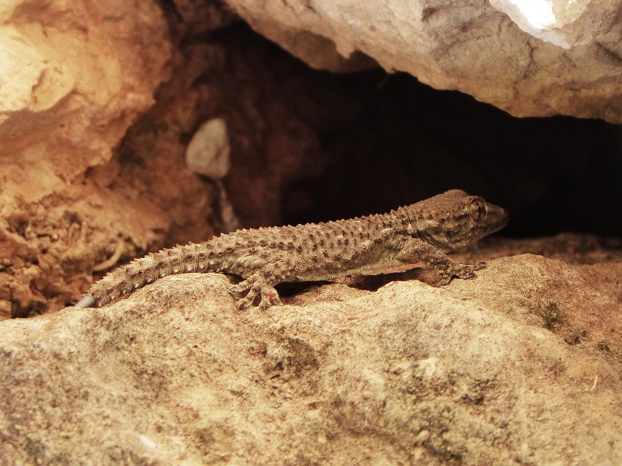 gecko dragon lizard free photo