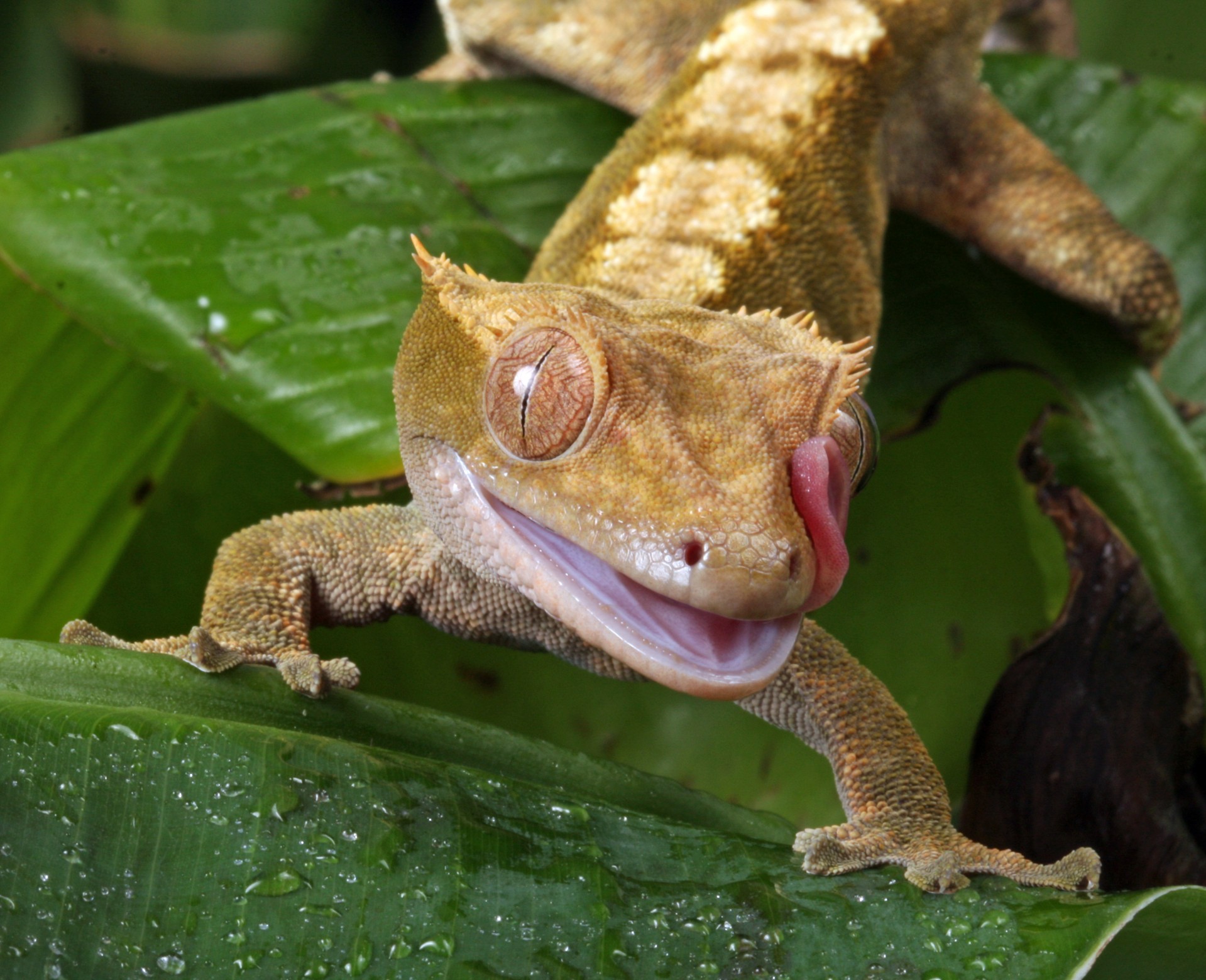 gecko tongue flicking free photo