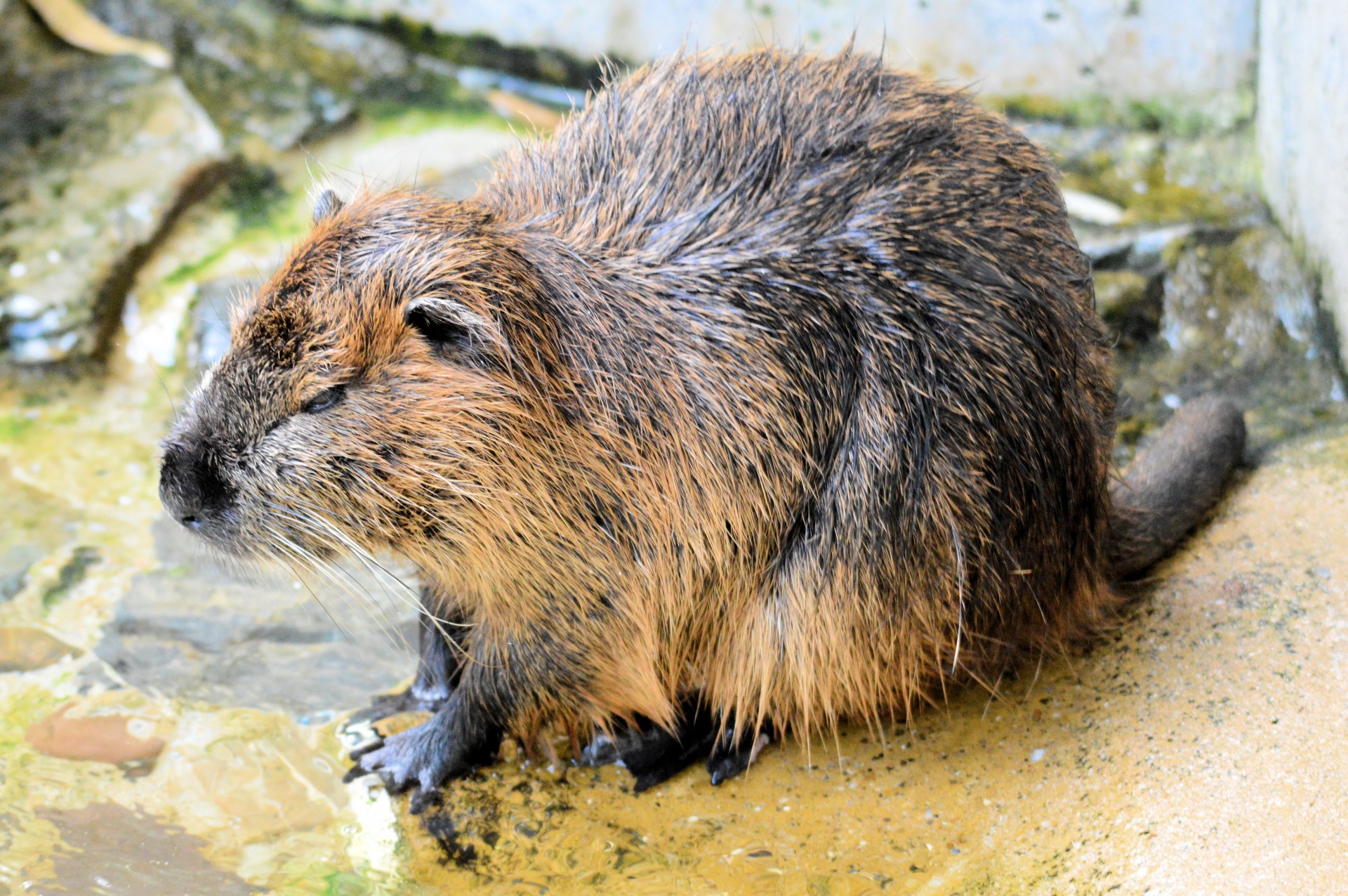 rodent swimmer beaver free photo