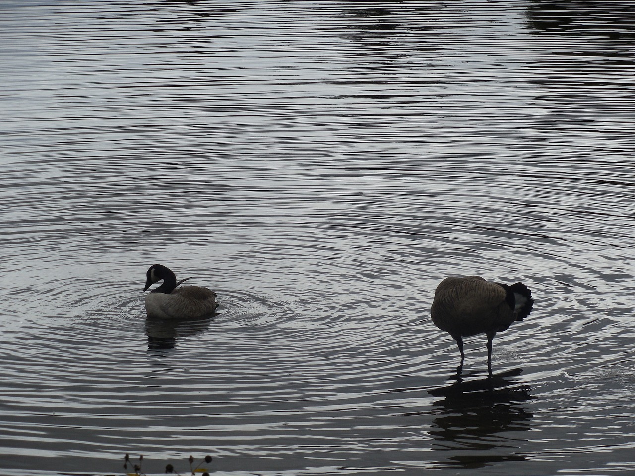 geese lake water free photo