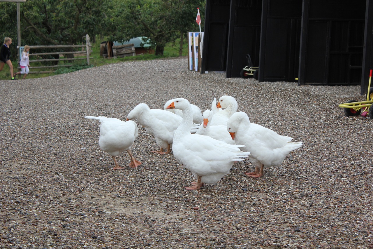 geese zealand farm free photo