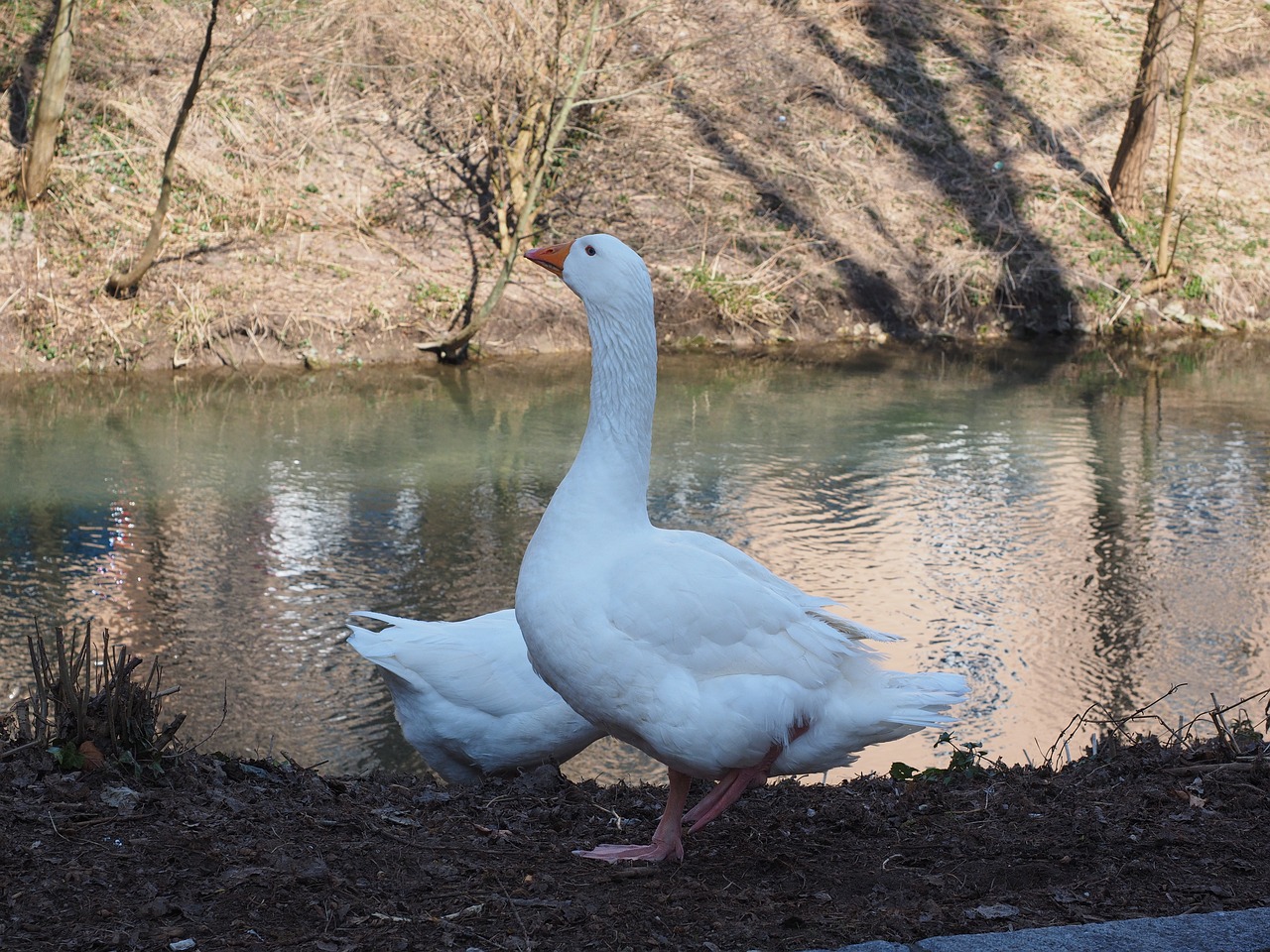 geese animals white free photo