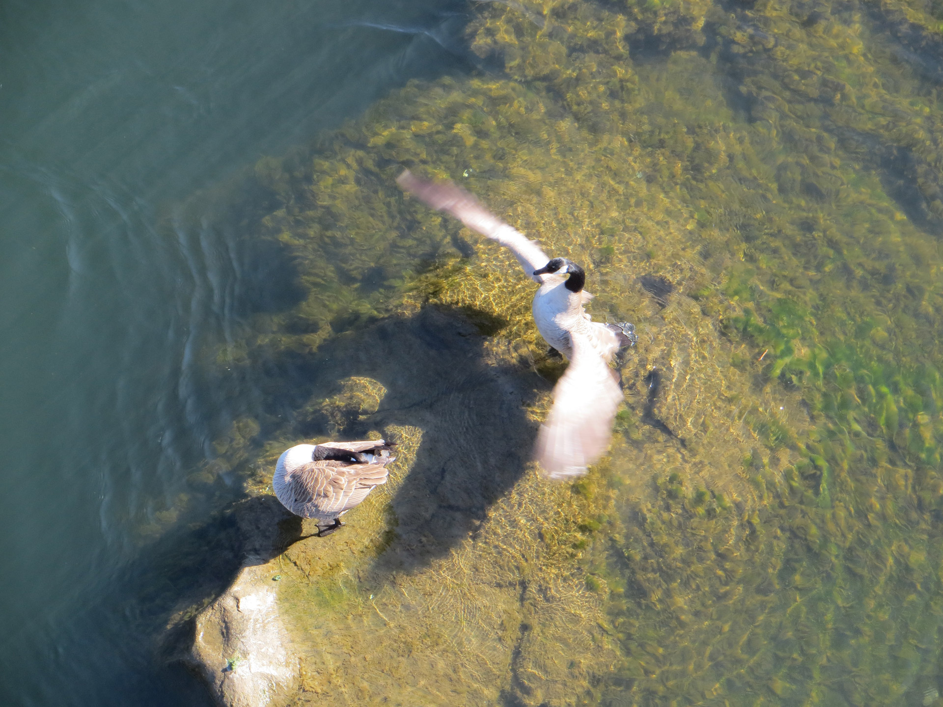 geese rock river free photo