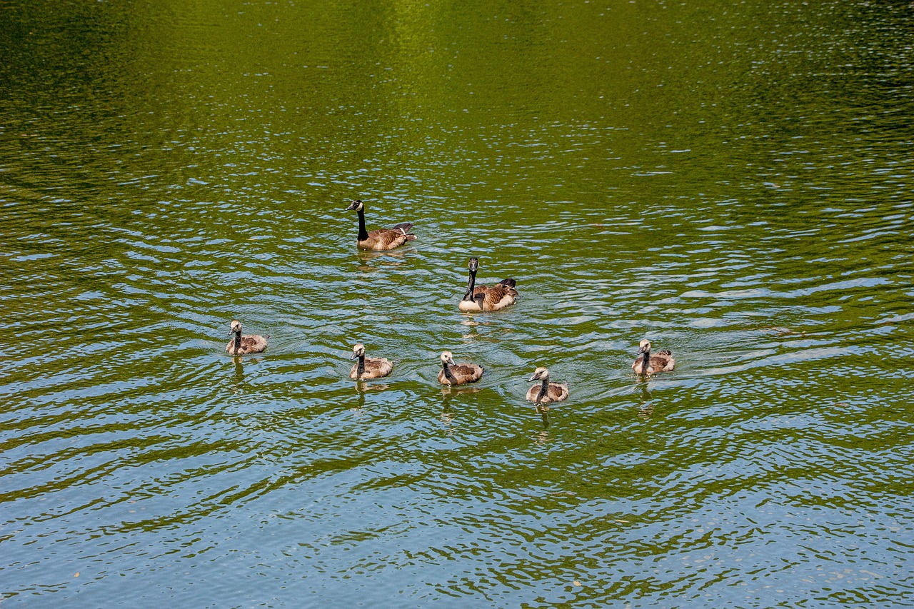 geese family goose free photo