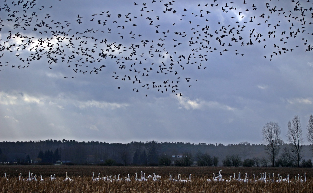 geese flock of birds migratory bird free photo