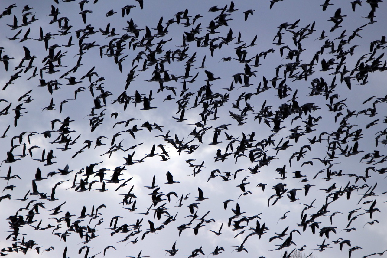 geese flock of birds bird free photo