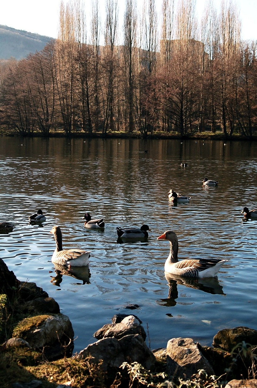 geese ducks landscape free photo