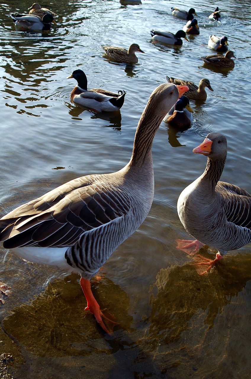 geese oca nature free photo