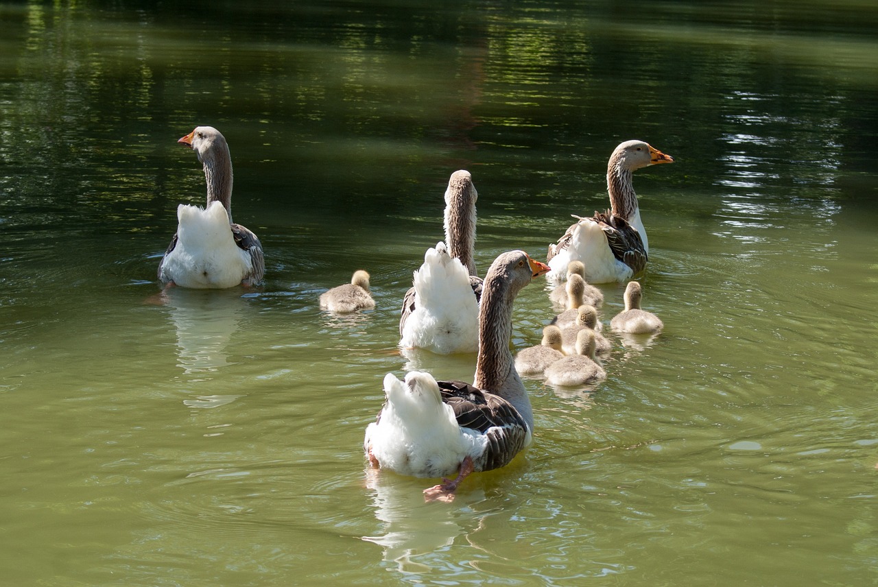 geese family water plan free photo