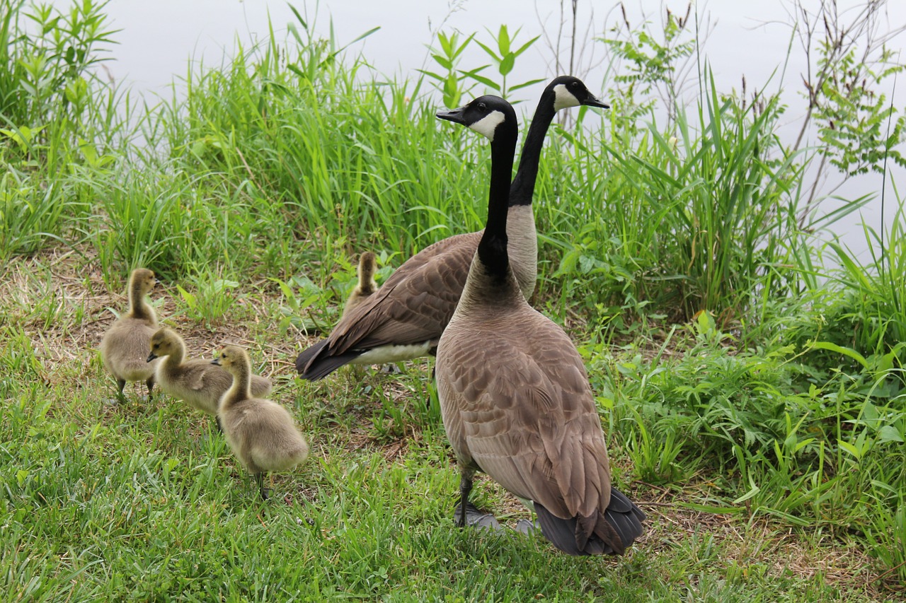 geese family spring free photo