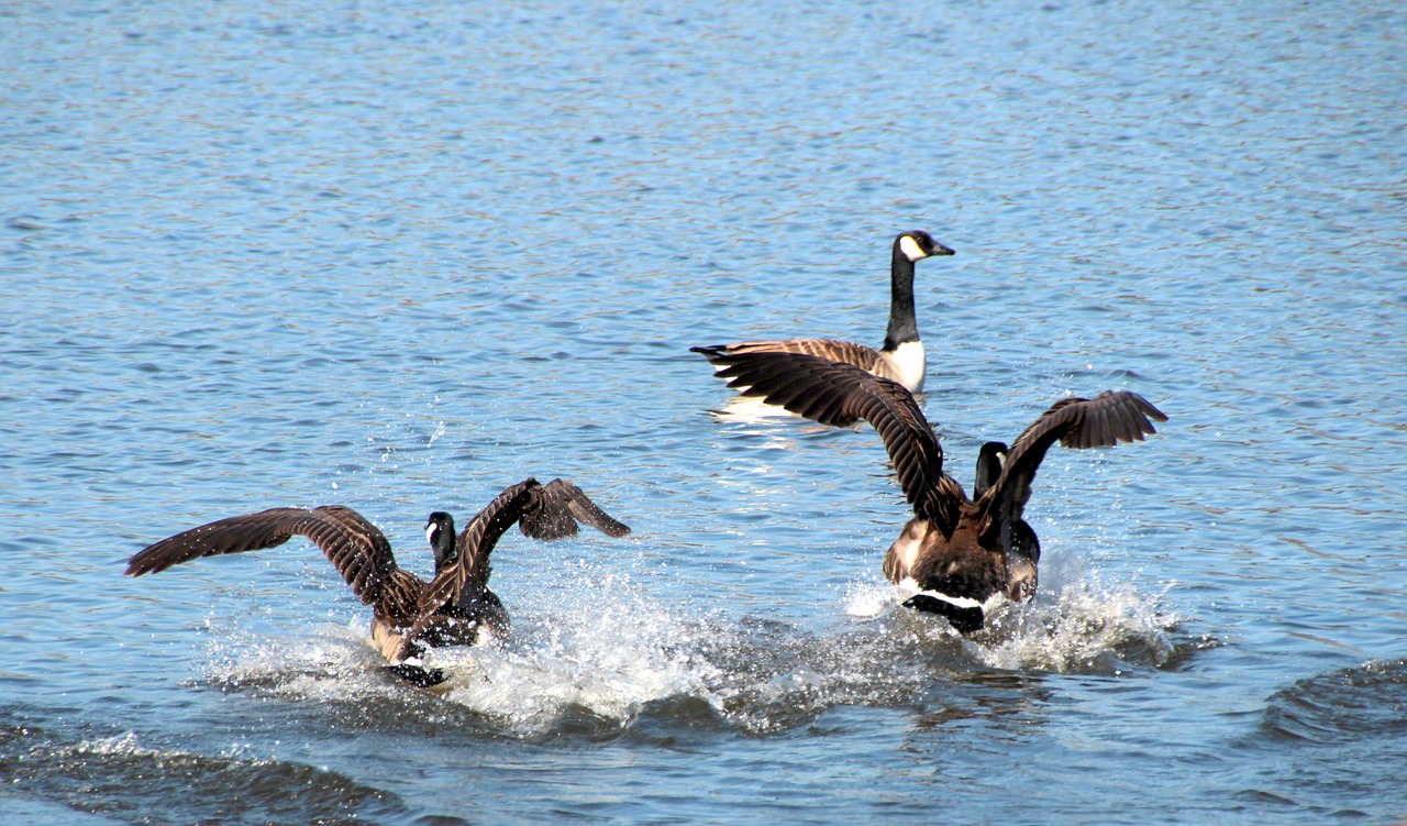 geese canada geese branta canadensis free photo