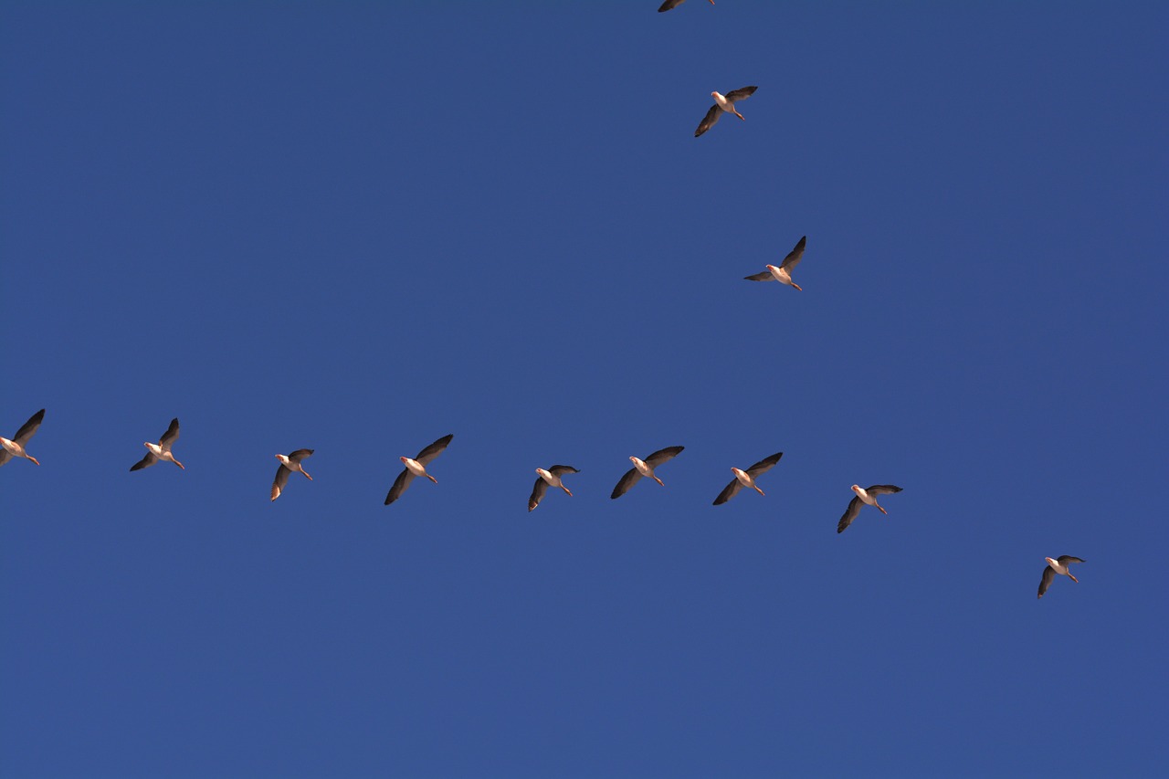 geese flight bird flight free photo