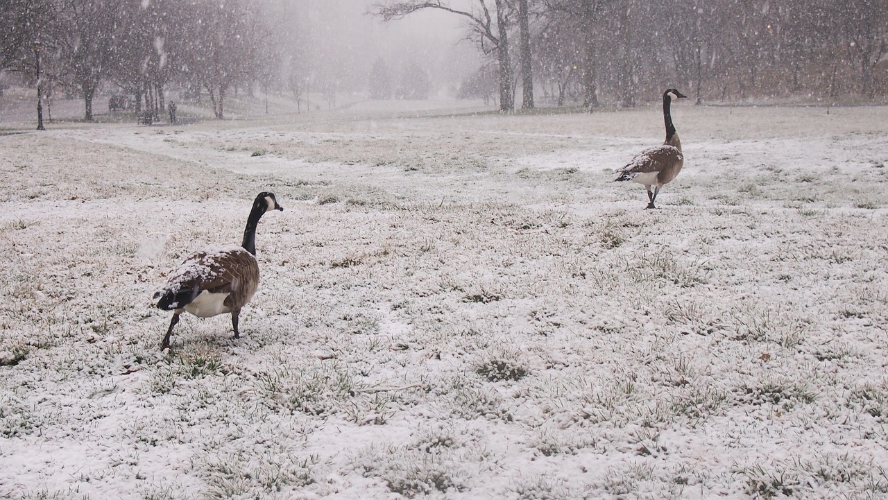 geese snow snowy park free photo