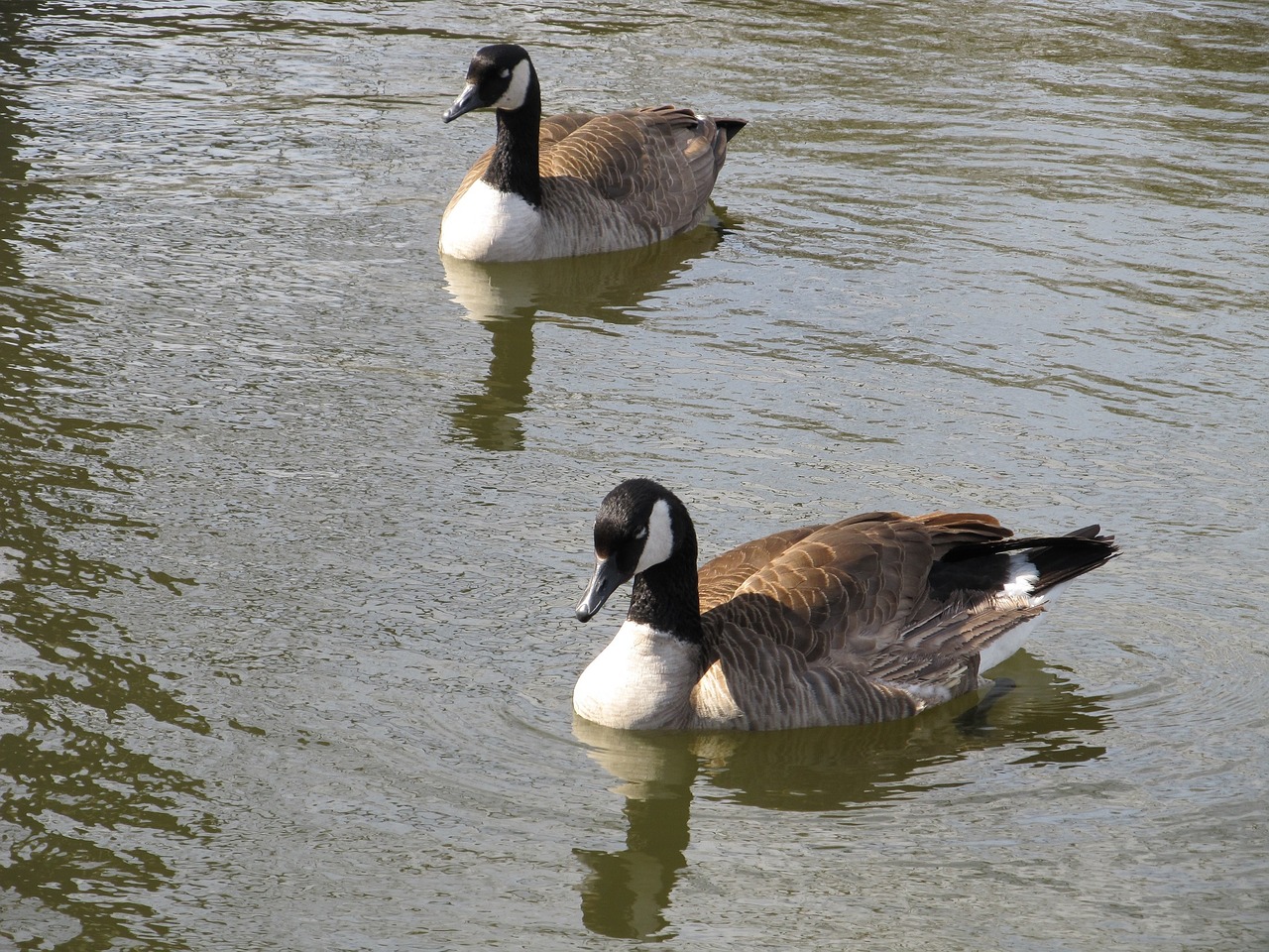 geese canadian swimming free photo