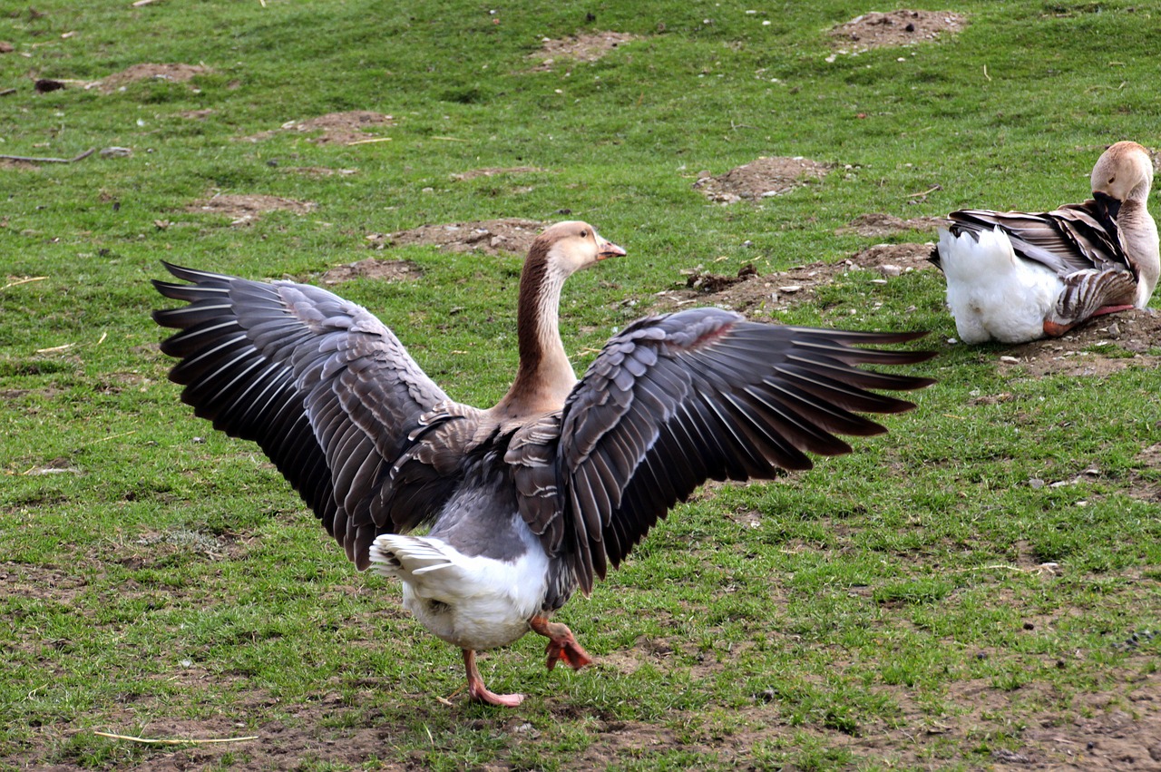 geese hump geese gander free photo