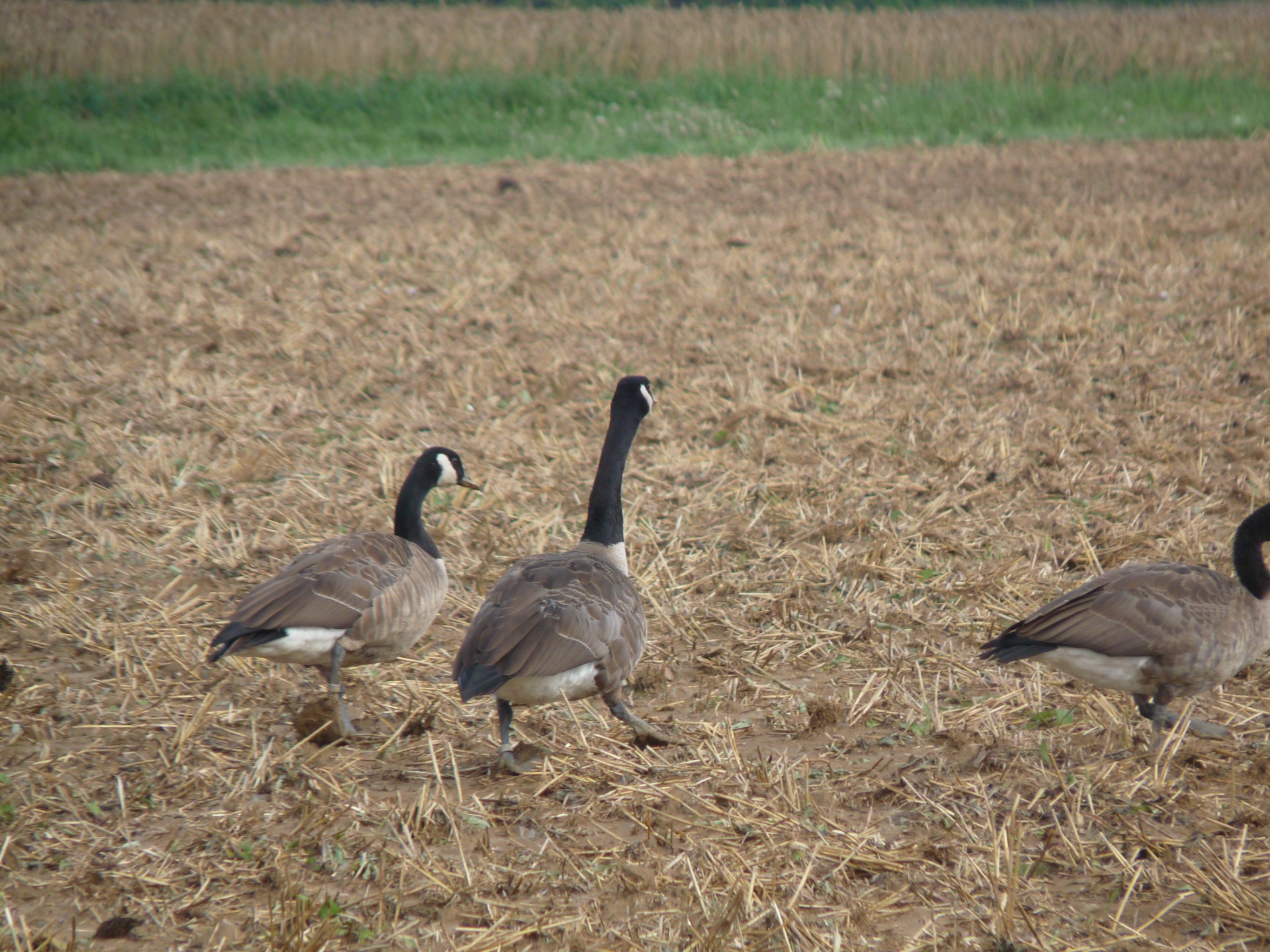 goose geese eating free photo