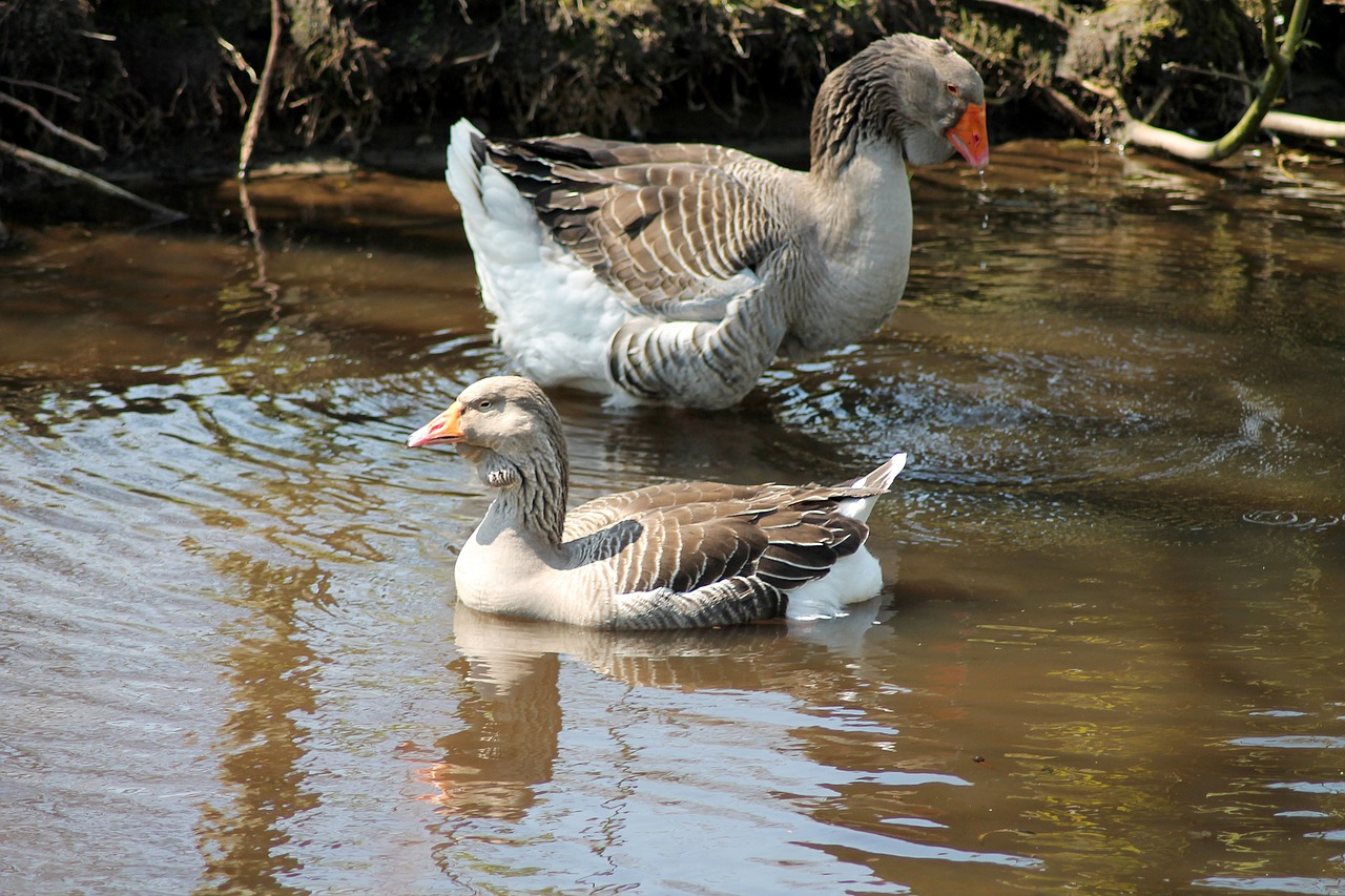 geese expensive swimming birds free photo