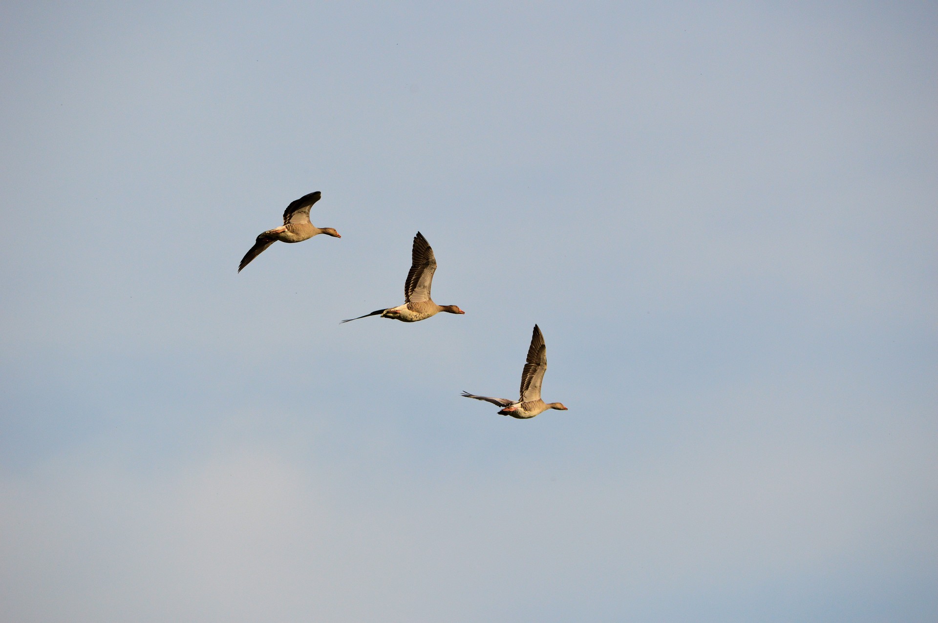 bird birds geese free photo