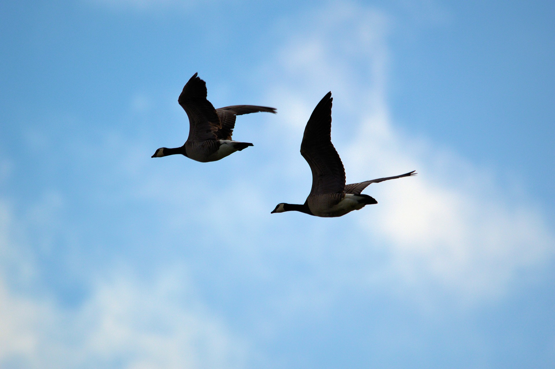 Download <b>Bird</b> <b>Birds</b> Geese Free Photo.