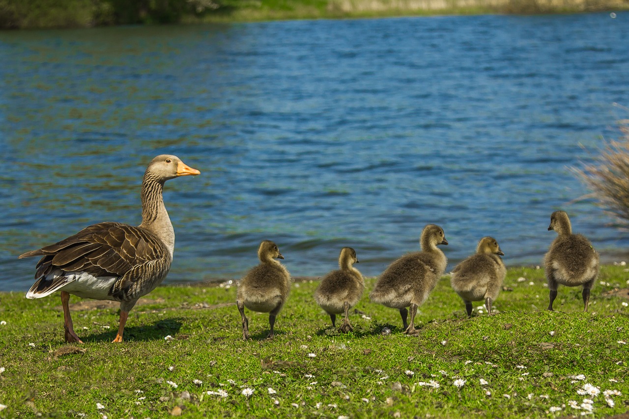 geese river family free photo