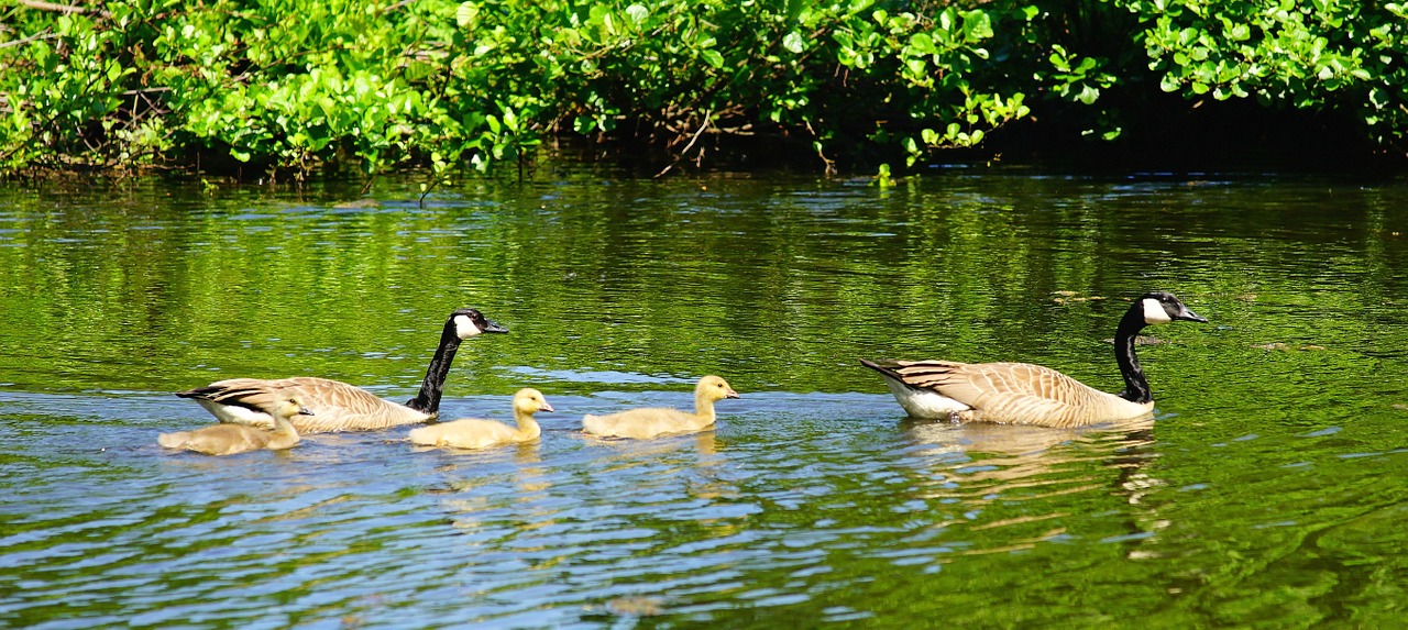 geese canada geese young animals free photo