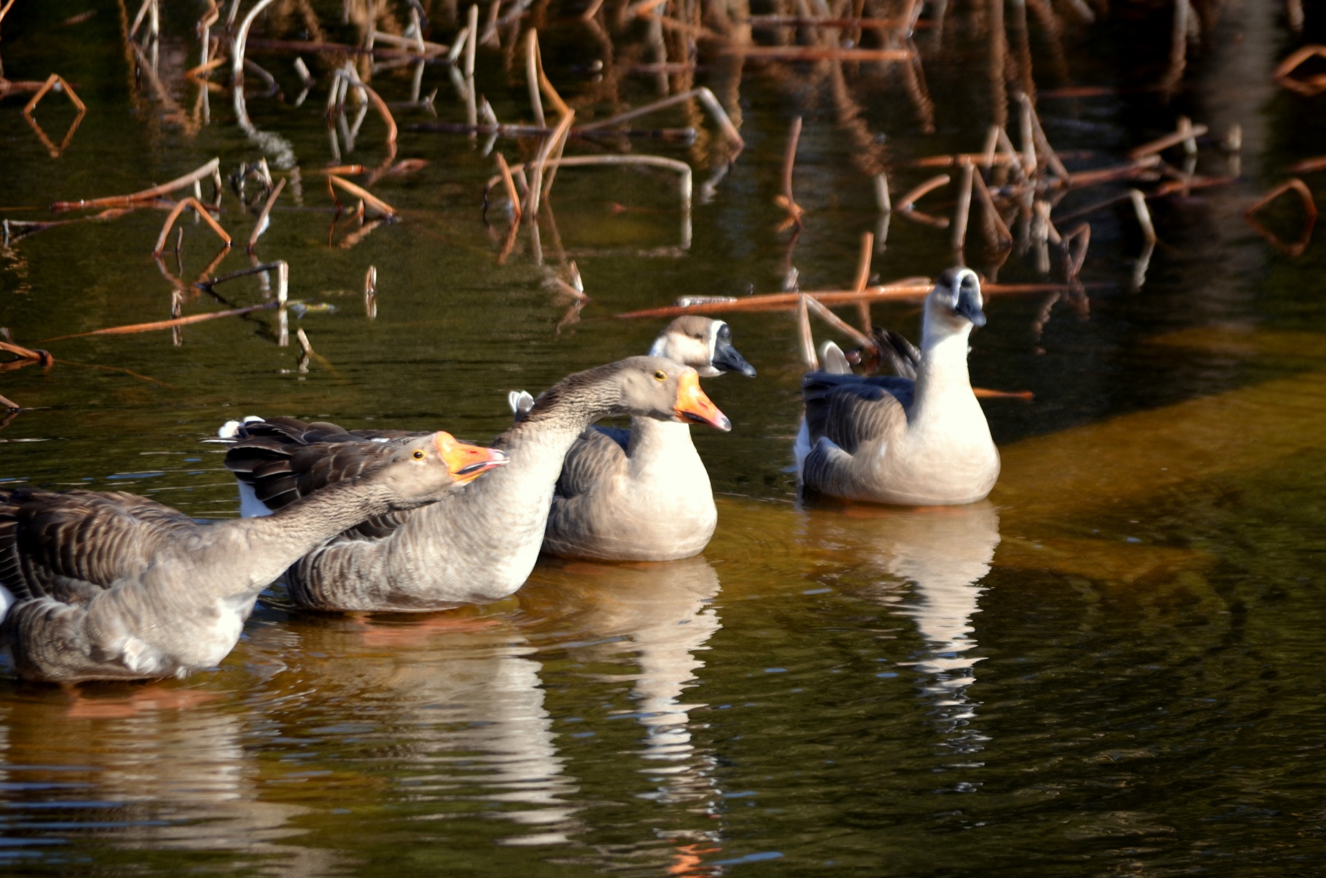 animals goose geese free photo