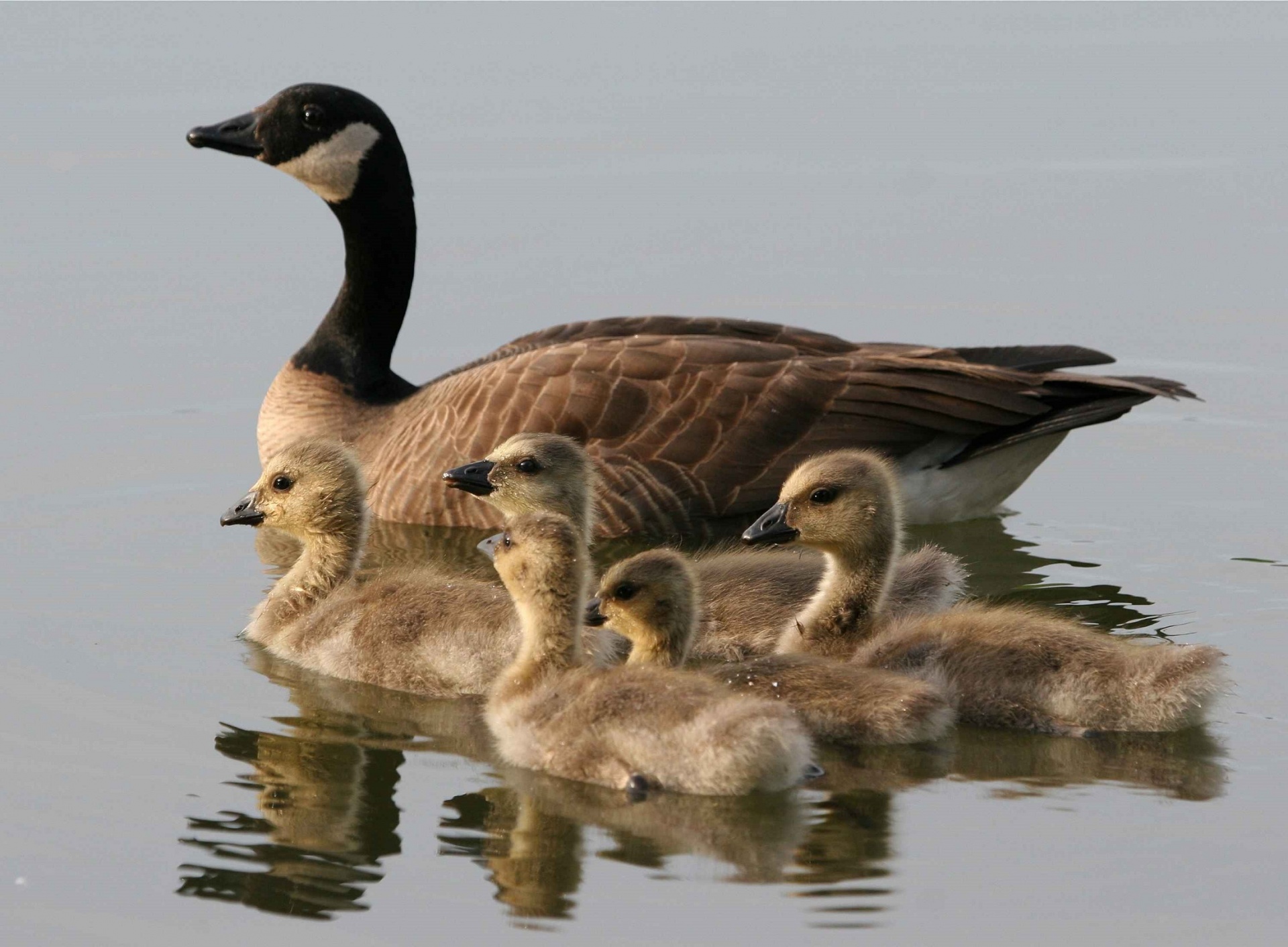 goose female geese free photo