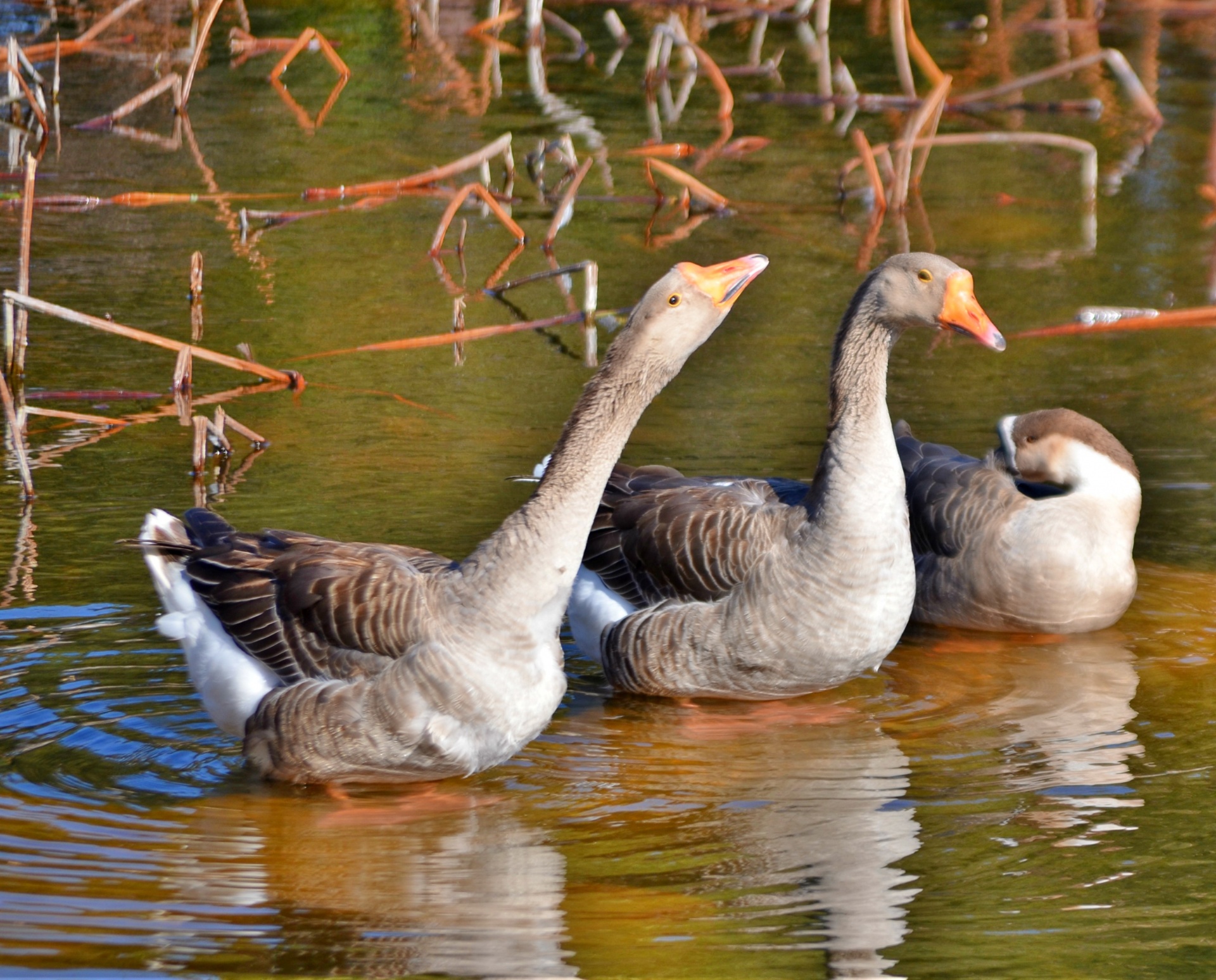 animals birds geese free photo