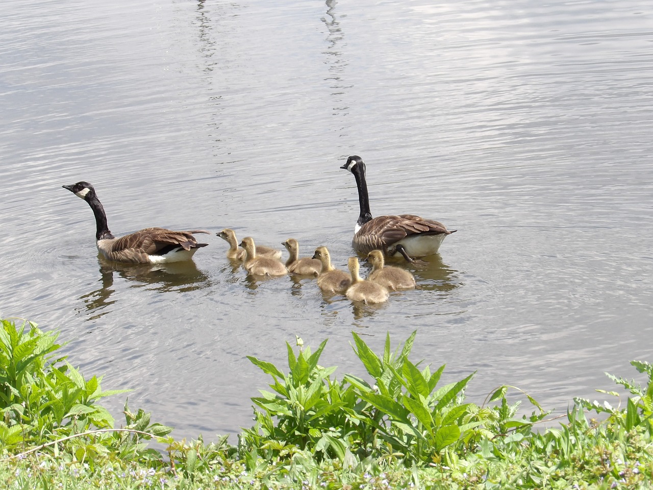 goslings geese pond free photo