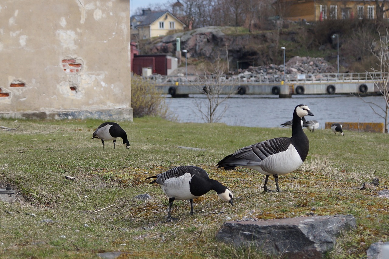 geese canadian goose goose free photo