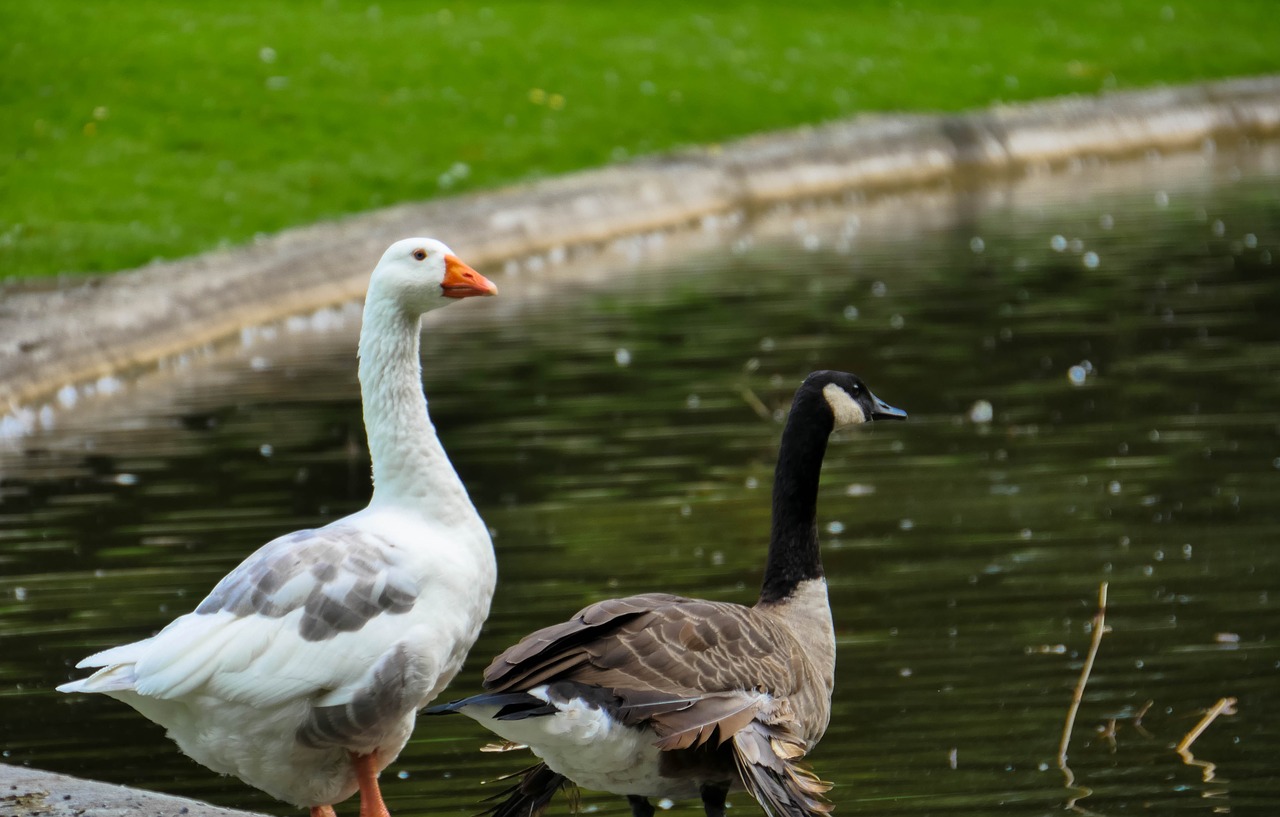 geese duck pond free photo