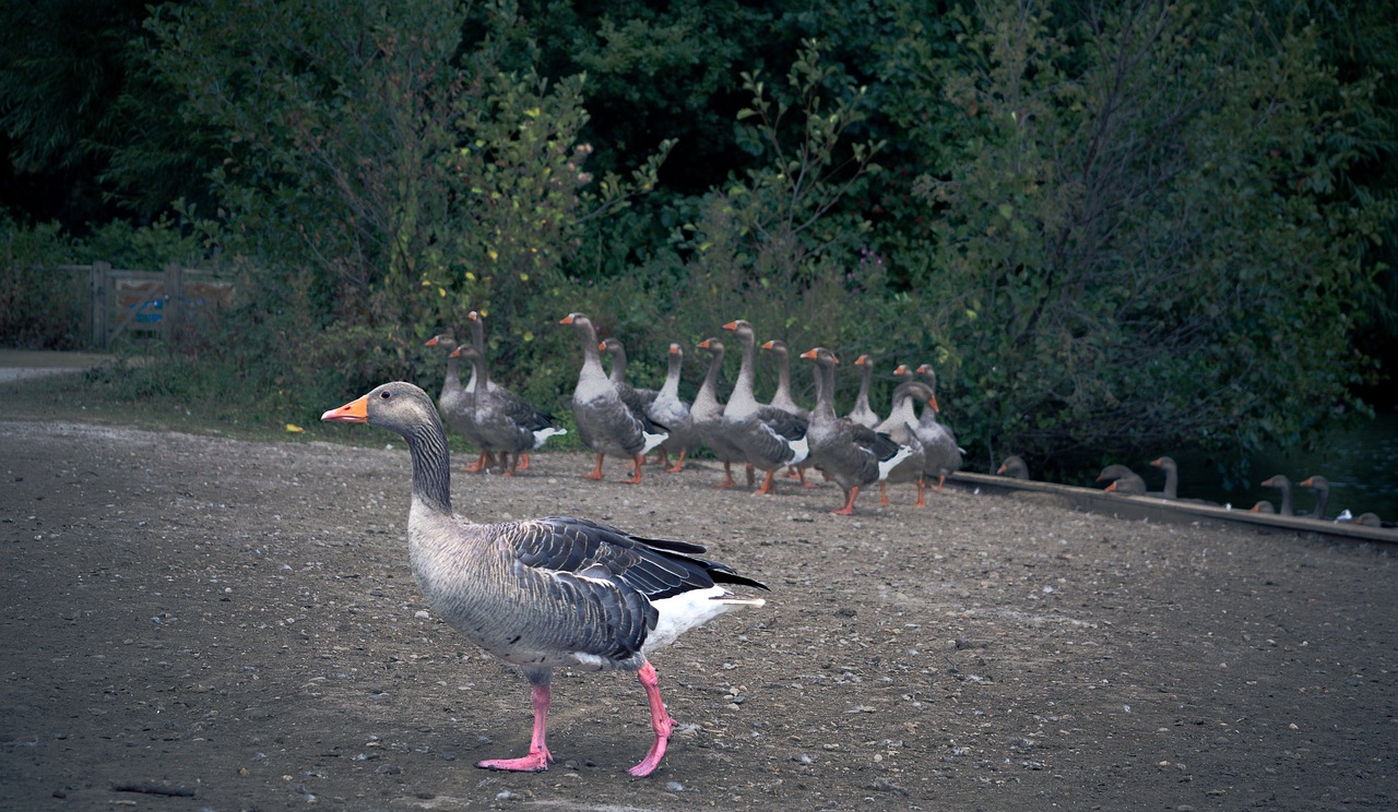 geese goose walking free photo