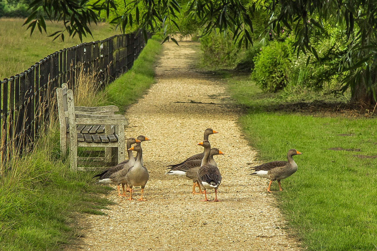 geese nature park free photo