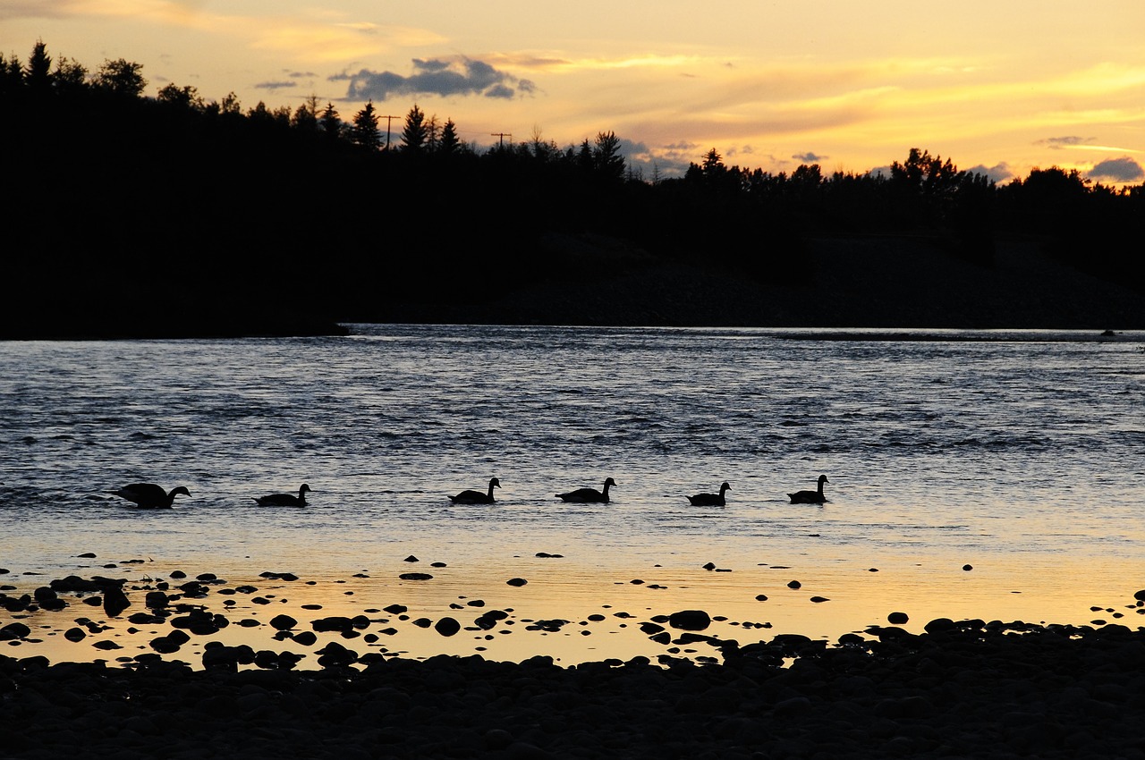 geese water canadian geese free photo