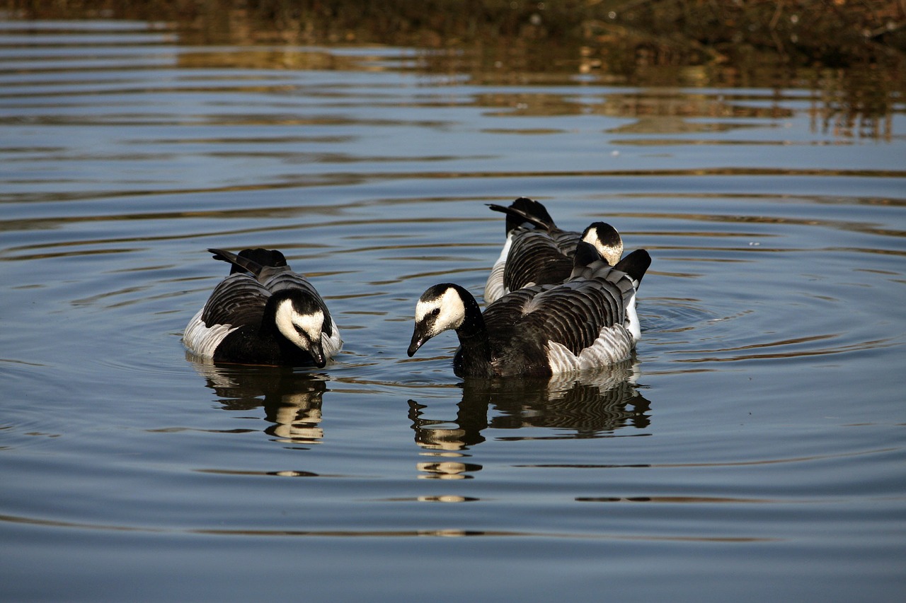 geese goose bird free photo