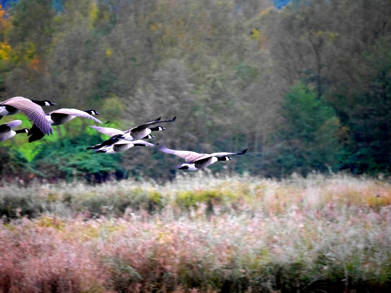 geese migratory birds nature free photo