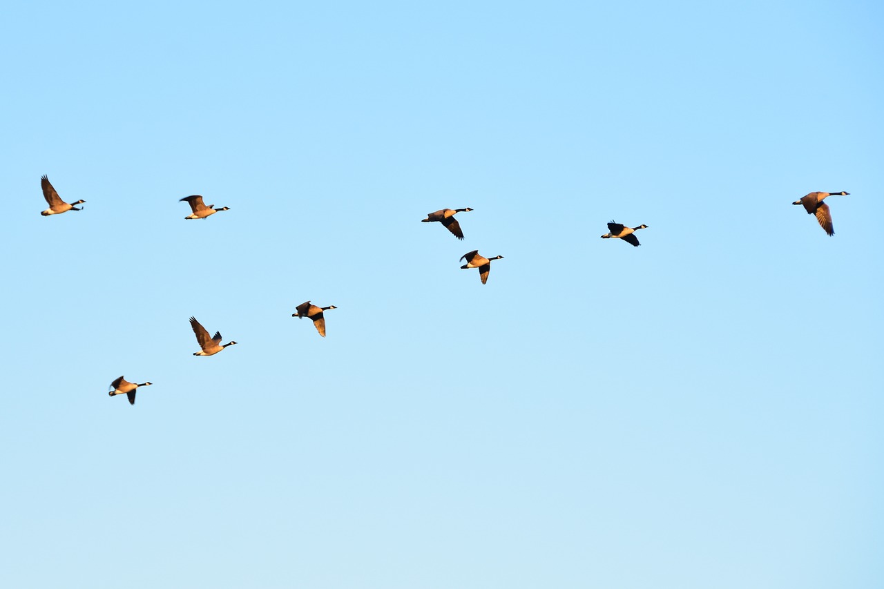 geese fly birds free photo